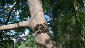 061016-shadow-on-tree-trunk