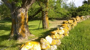 061116-yellow-lichen