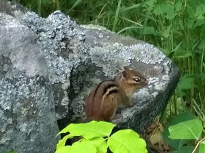 061616-chipmunk-and-lichen
