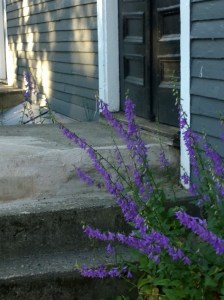 063016-weeds-by-dry-cleaner