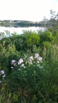 071617-bouncing-bett-fresh-pond