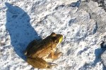 072316-New-Shoreham-frog