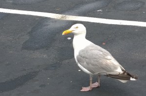 072916-Pt-Judith-herring-gull