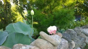 080416-lotus-on-Lakeside