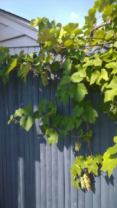 081116-grapes-in-Concord