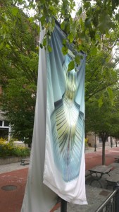 081616-RISD-Museum-banner