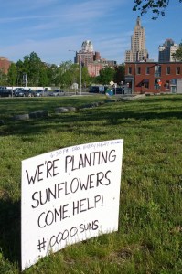 060816-plant-sunflowers-superman-bldg