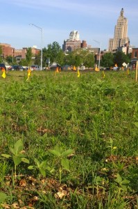071216-sunflower-seedlings
