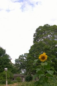 081916-sunflower-at-Old-Manse