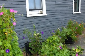 090516-volunteer-flowers-concord-ma