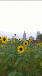 090716-sunflowers-growing