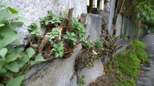 091116-growing-thru-wall