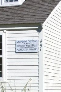 092516-concord-grape-origins