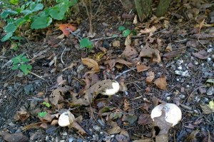 100616-mushrooms-hiding