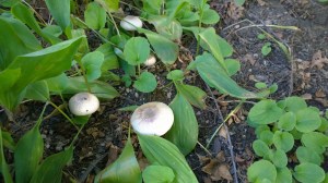 100616-mushrooms-in-fall
