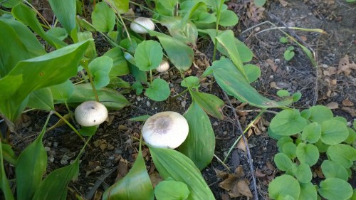 100616-mushrooms-in-fall