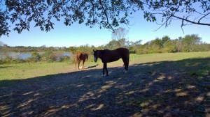 101016-horses-new-shoreham