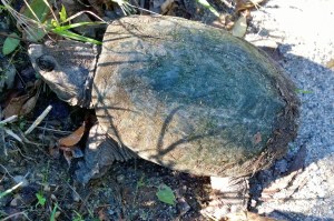 101016-turtle-payne-road