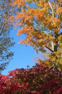 101916-red-and-yellow-leaves