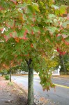 102216-leaves-tinged-with-pink