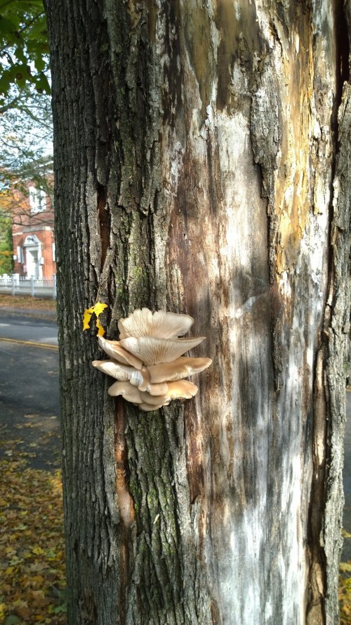 103016-decay-concord-ma