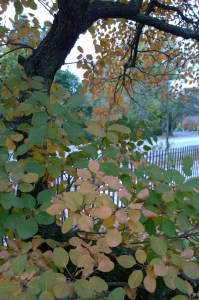 103016-graveyard-tree-concord