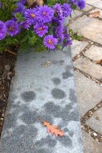 103016-graveyard-tree-concord