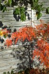 110416-colorful-japanese-maple