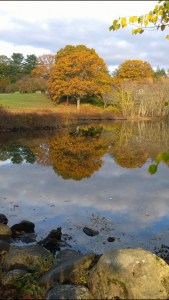 110416-colorful-japanese-maple