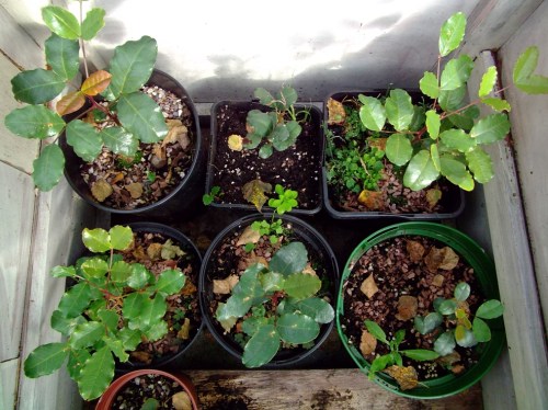 1410babycarobtrees-008b