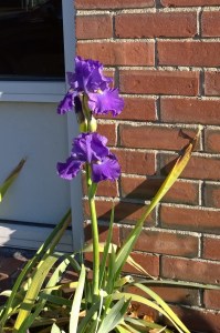 111816-iris-in-late-autumn-concordma