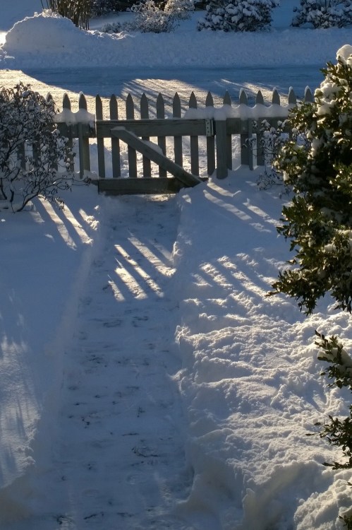 010817-sunlight-on-snowy-walk