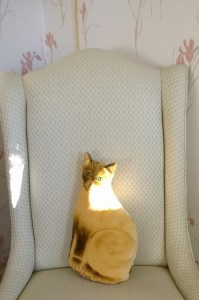 010817-sunlight-on-stuffed-cat