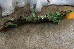 012517-lichen-nature-trees-winter