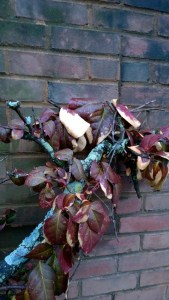 020817-lichen-and-euonymous-in-providence