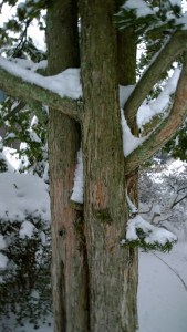 021217-tree-in-snow-Providence