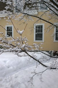 021217-tree-in-snow-Providence