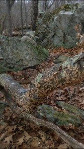 022517-fungus-rock-lichen-woods