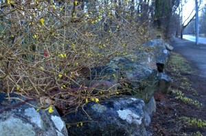 040717-forsythia-and-lichen