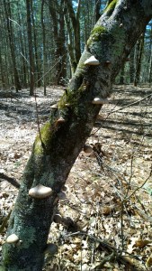 040917-Oct-Farm-fungus