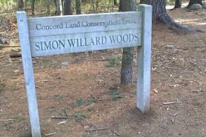 041217-Concord-forest-walk