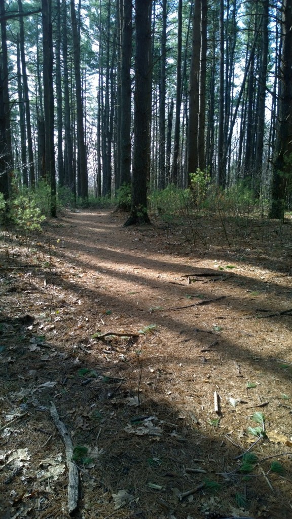 041217-shadows-stripe-forest-floor