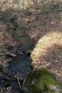 041217-stream-in-woods