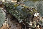 041217-woodland-lichen