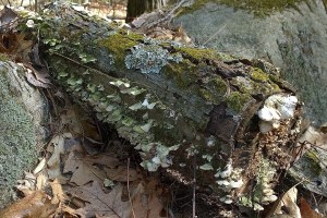 041217-woodland-lichen