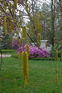 042617-tassels-on-tree