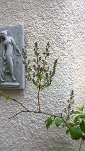 042617-lilac-and-lady-1