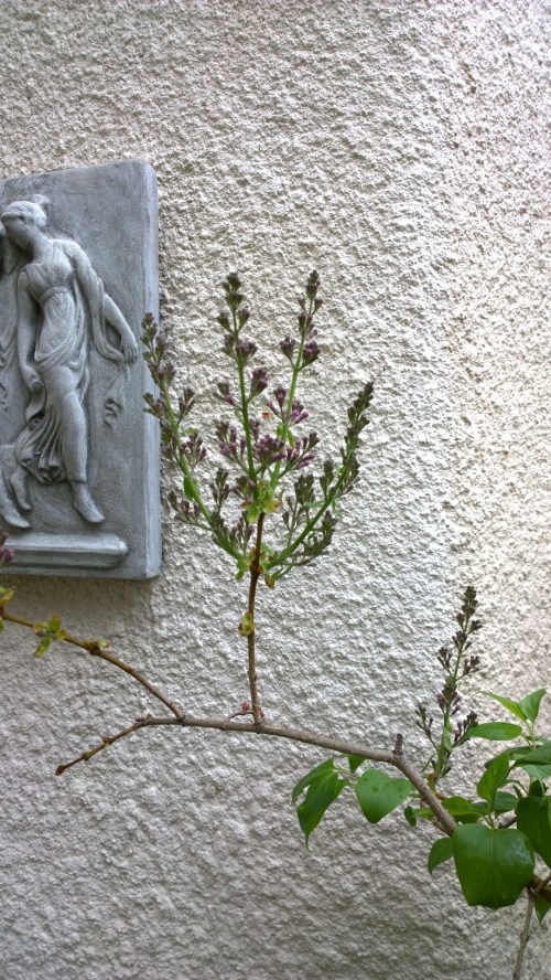 042617-lilac-and-lady-1