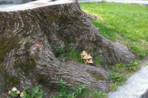 043017-mushrooms-on-stump