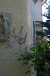 050317-lilac-and-lady-2